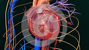 Human Heart Anatomy photo